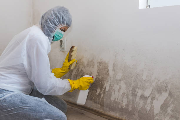 Best Attic Mold Removal  in Lacon, IL