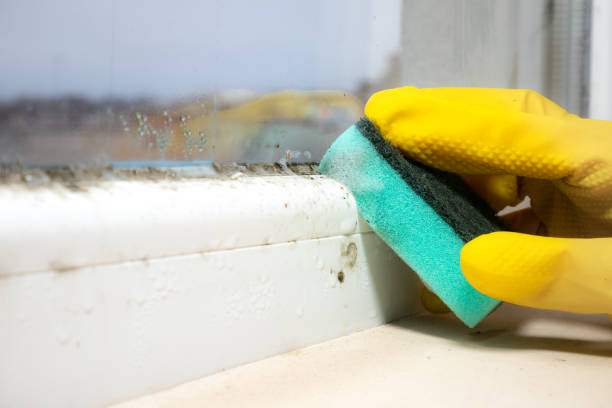 Best Local Mold Removal Service  in Lacon, IL